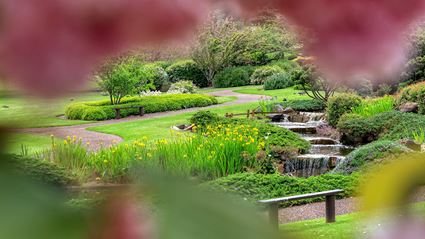 Japanese Garden - Cowra 